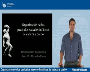 Organización de los pedículos vasculo-linfáticos de cabeza y cuello