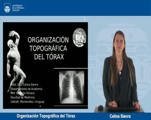 Organización Topográfica de Tórax